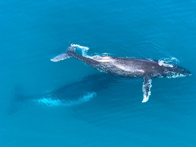 Maman baleine et son bébé