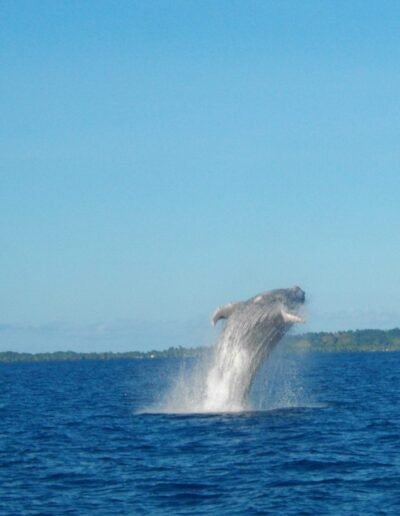 saut baleine